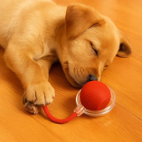 Dog's Interactive Chase Toy - Endless Fun & Energy Release