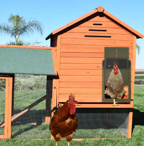 Automatic chicken coop door system, solar & battery powered for reliable flock protection.