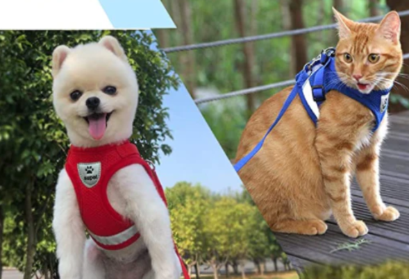 Feline Comfort-Fit harness & leash, designed for secure, adjustable, and breathable outdoor pet walking.