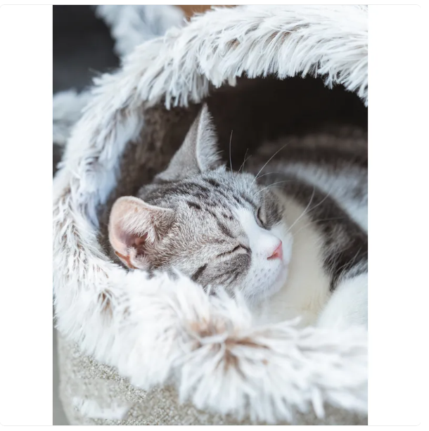 Comfortable cat bed house, a soft pet supply for your feline to nap and relax in its cozy retreat.