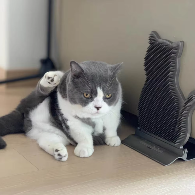 Cute cat-shaped silicone towel holder, perfect for kitchen or bathroom organization & home decor.