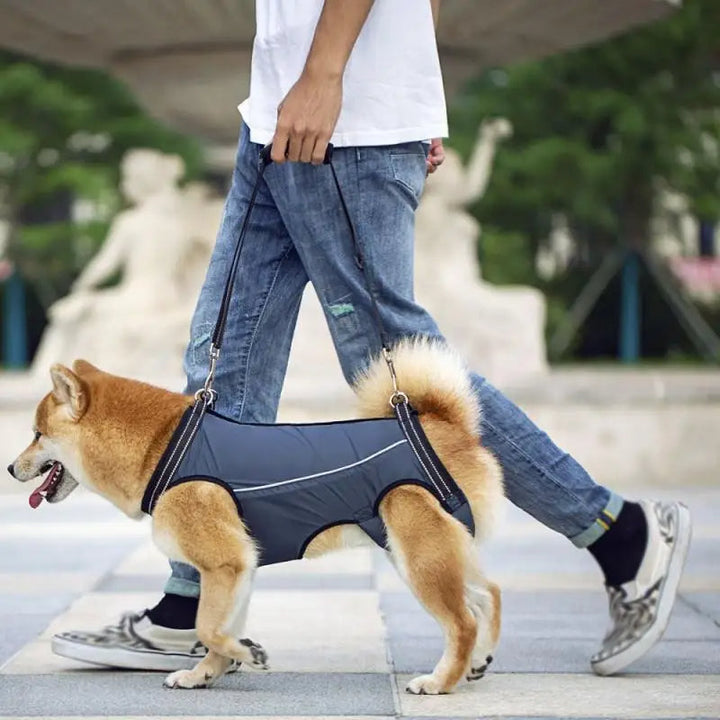 Pet mobility aid: dog lift harness helps senior dogs walk, climb stairs, and recover from injury.