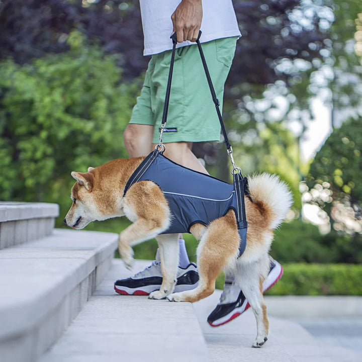 Dog support harness for hip dysplasia, arthritis, weakness in senior or disabled pets.