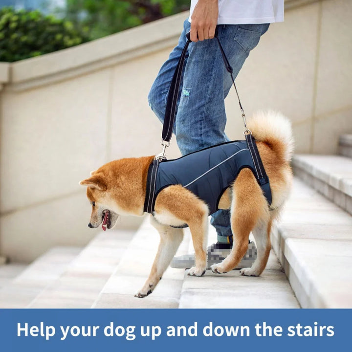 Canine support harness reduces strain on joints for senior dogs with mobility challenges.