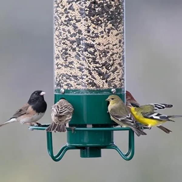 Durable squirrel-proof wild bird feeder for garden, attracting birds while keeping squirrels away. Perfect for backyard wildlife feeding.