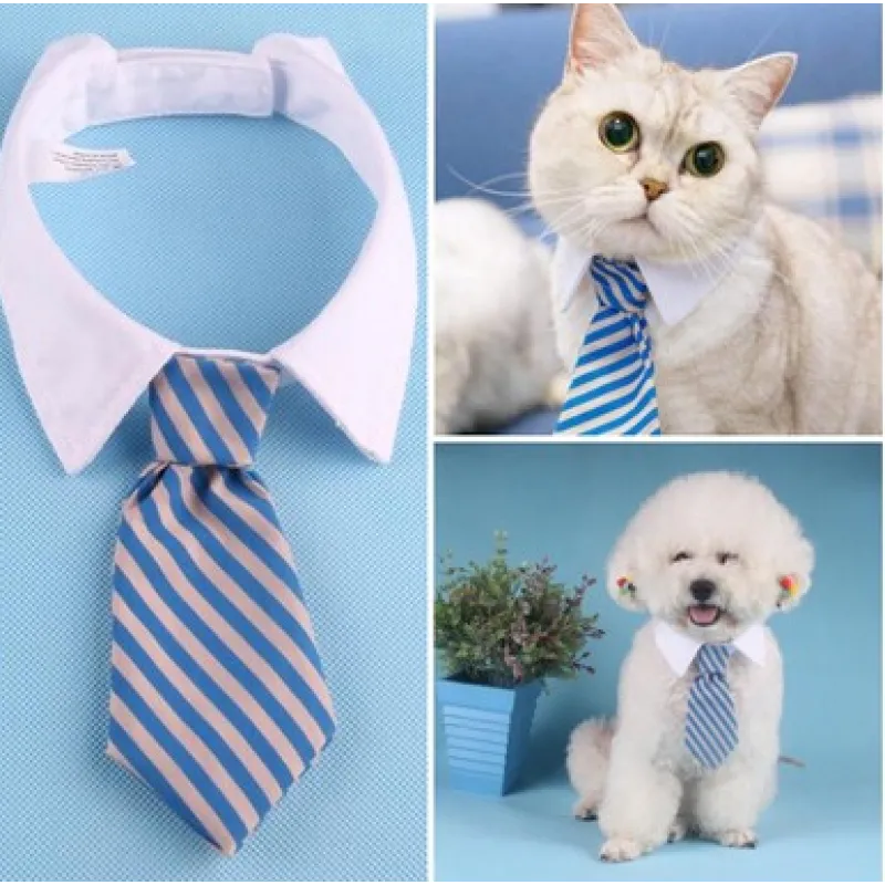 Elegant cat collar with a cute tie. Stylish pet accessory for feline fashionistas.