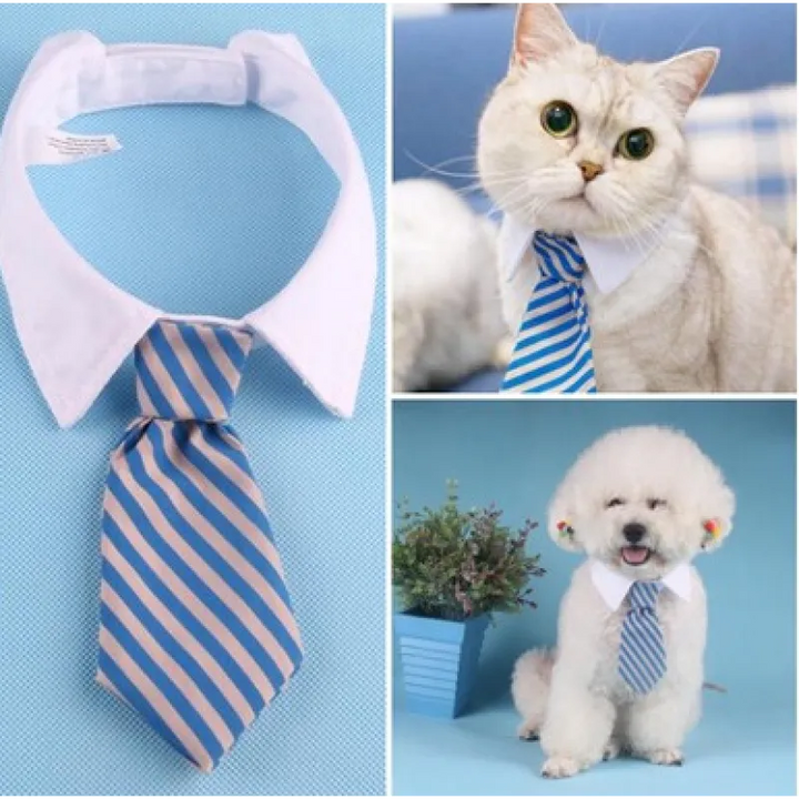 Elegant cat collar with a cute tie. Stylish pet accessory for feline fashionistas.