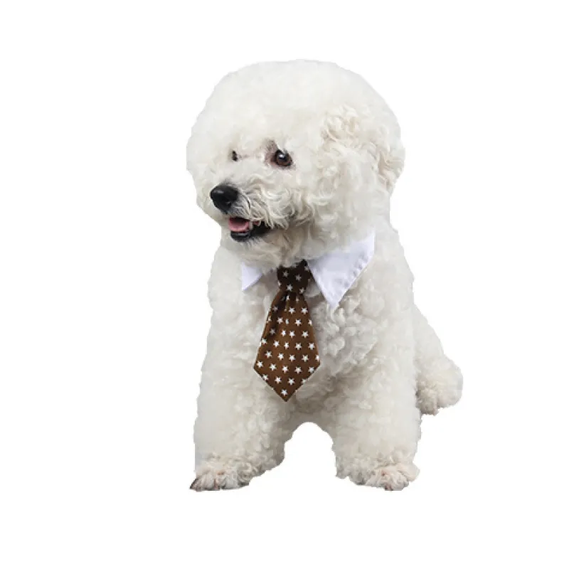 Premium elegant pet collar with tie. A stylish dog & cat fashion accessory for any animal.
