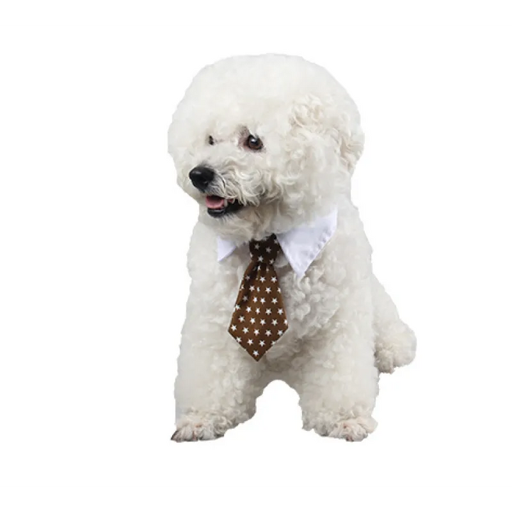 Premium elegant pet collar with tie. A stylish dog & cat fashion accessory for any animal.