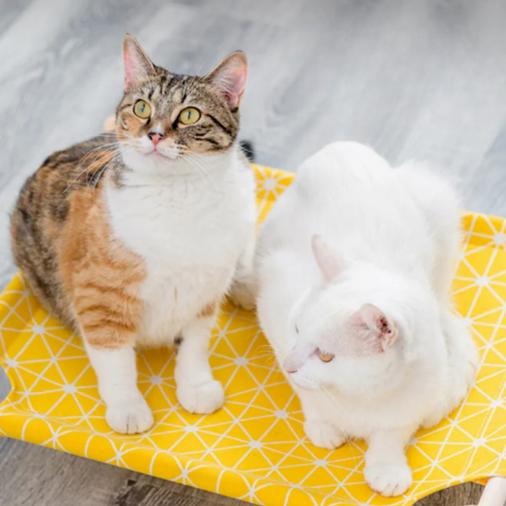 Elevated cat bed with soft linen fabric for optimal pet comfort. Washable, suitable for indoor & outdoor use.