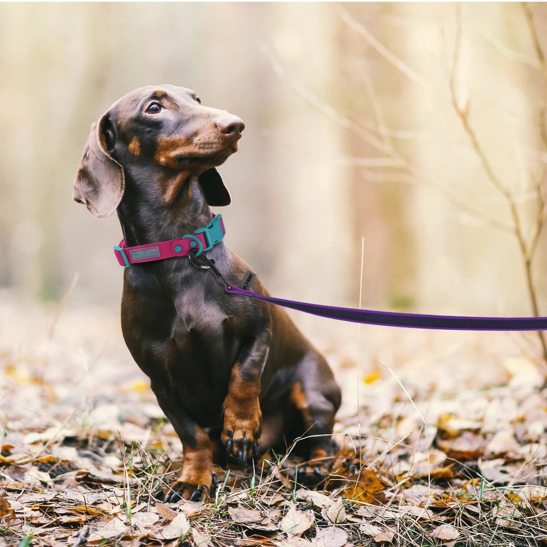 Extra long waterproof dog lead with comfortable grip, ideal for training & walking.