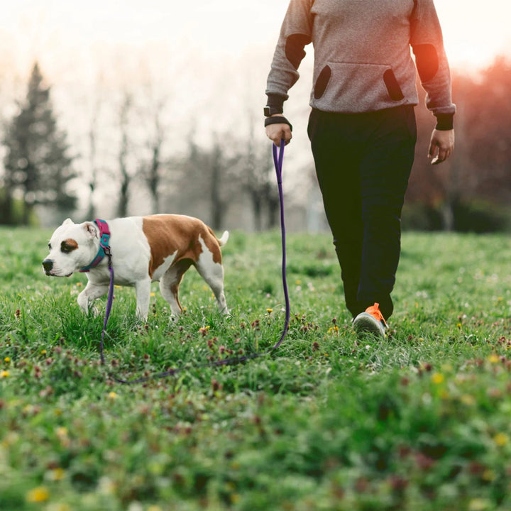 Pet supplies: Extra long waterproof dog lead, ideal for beach, park or trails.