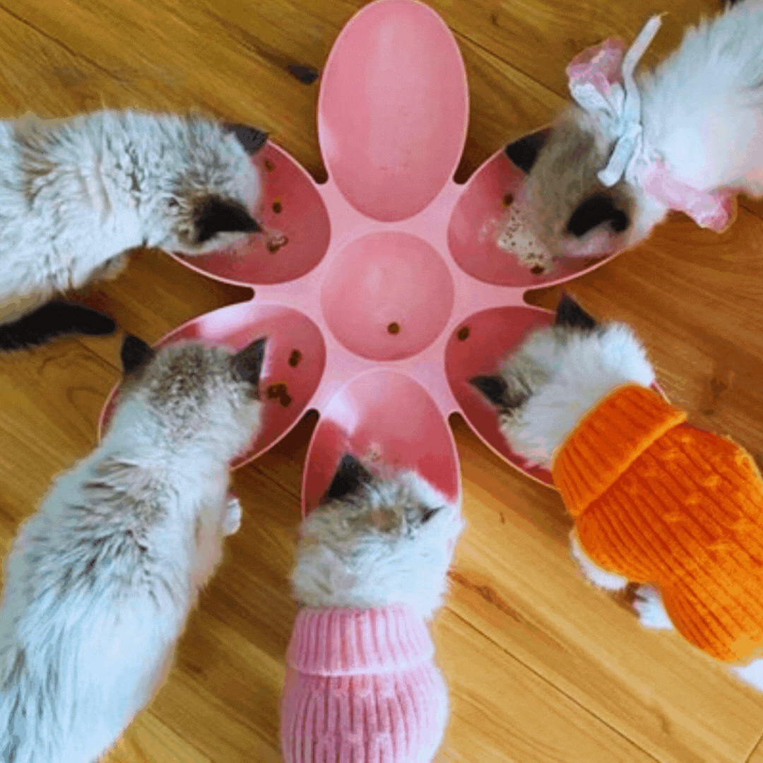 Flower-shaped 6-bowl feeding dish for multiple cats. Colorful pet feeder for food & water, easy to clean.