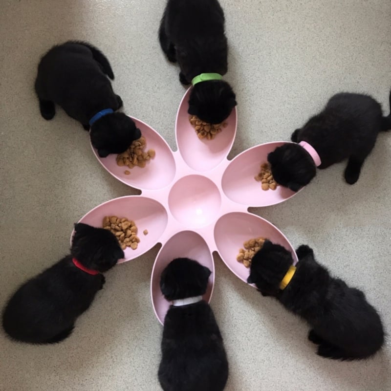 Colorful flower 6-bowl pet feeder for cats & kittens. Multi-cat food dish, easy to clean pet supplies.