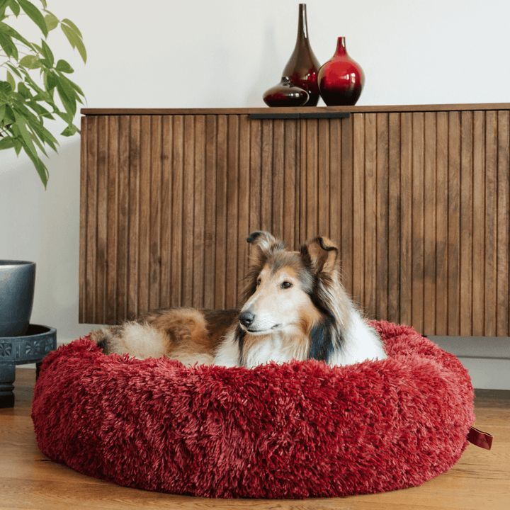 Small dog curled up in a soft, round calming pet bed for deep sleep & anxiety relief. Donut design.