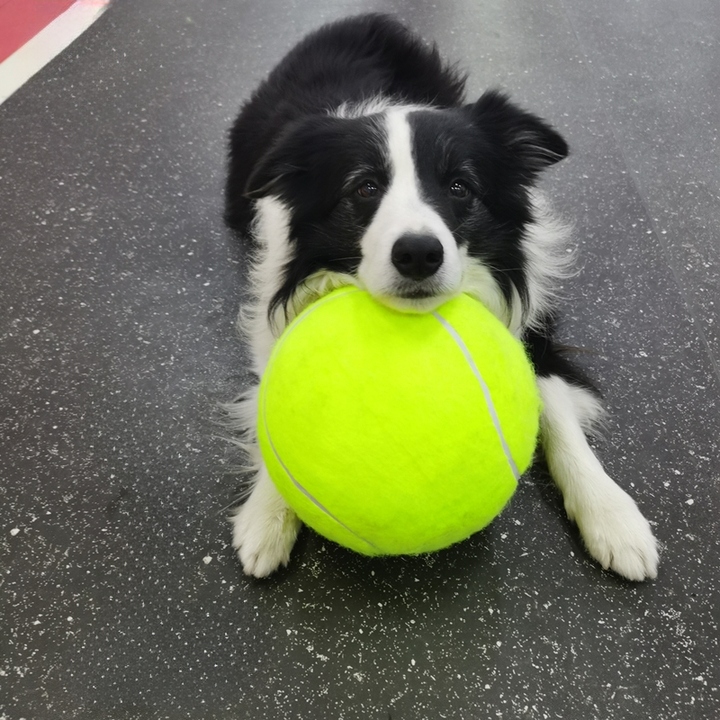 Giant yellow tennis ball dog toy for active playtime, perfect for large breeds and fetch games.
