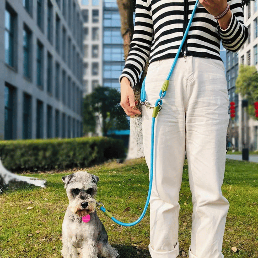 Safety-first reflective dog leash, hands-free for evening walks.