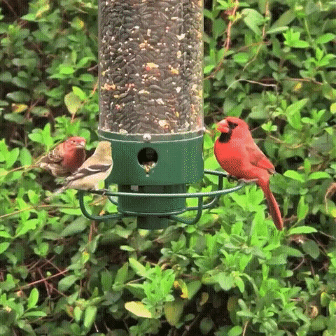 Robust metal bird feeder with innovative squirrel-proof design, perfect for avid birdwatchers.