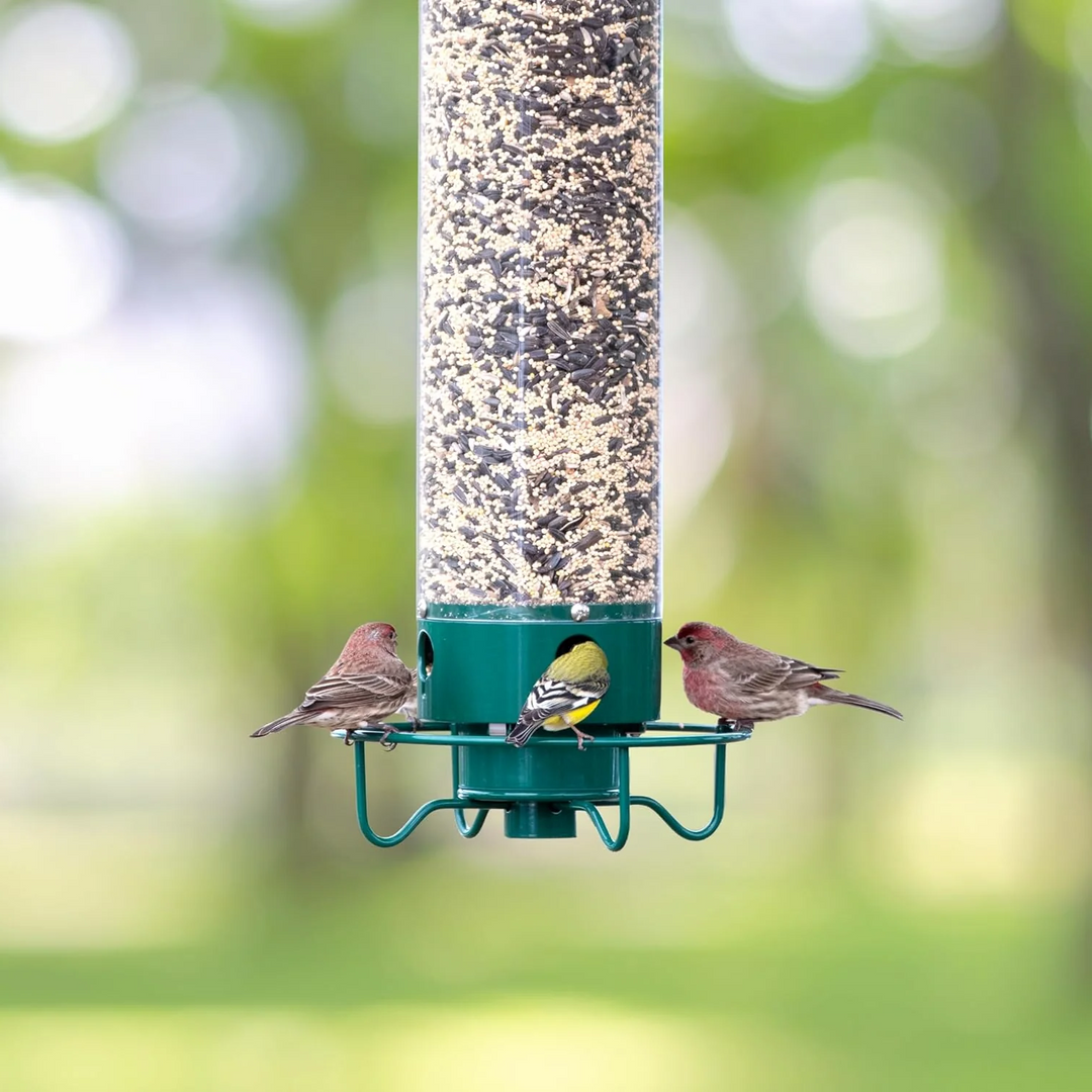 Durable metal bird feeder with squirrel-proof design, perfect for outdoor birdwatching.