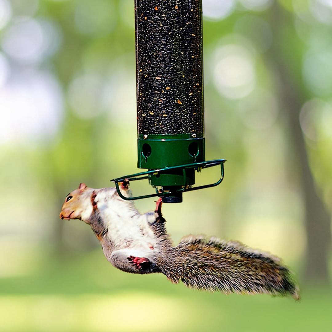 Outdoor squirrel-proof feeder, designed for long-lasting use in any backyard.