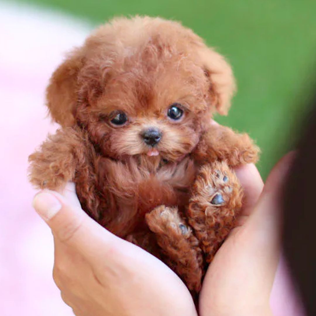 Interactive brown & white robot puppy for kids, offering lifelike companionship and smart pet play.