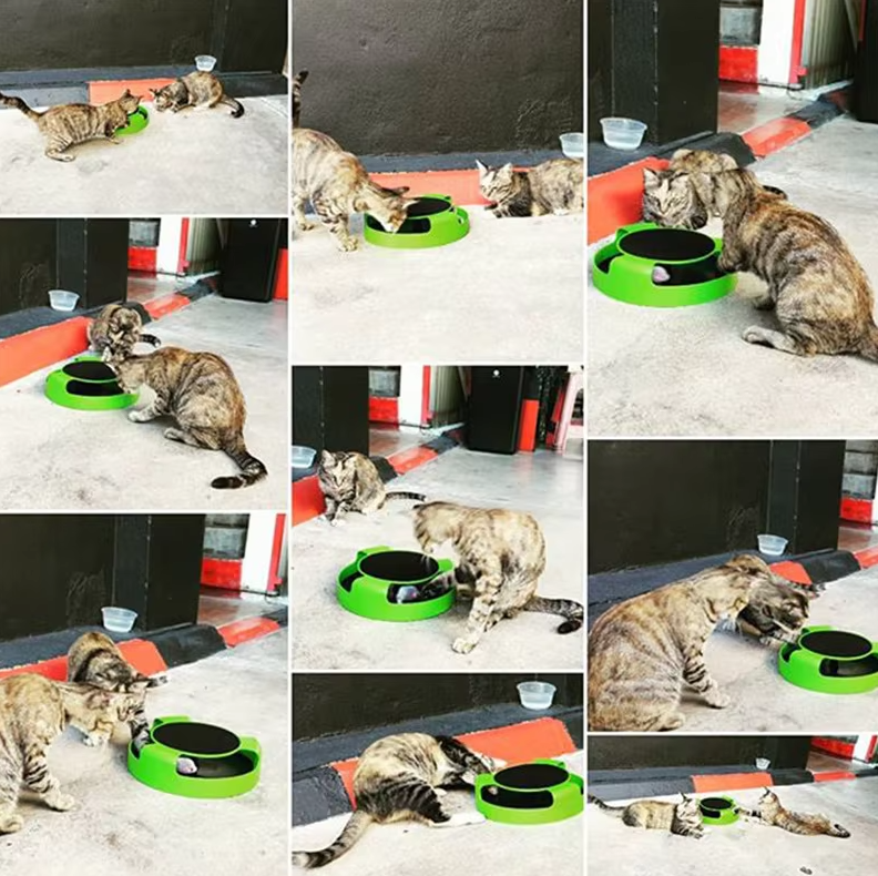 Active cat focused on the interactive moving mouse toy, promoting healthy hunting play and mental stimulation.