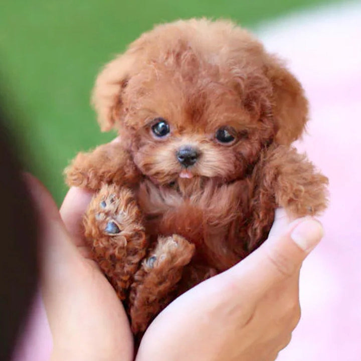 Gift for kids! Interactive robotic puppy, an electronic pet toy companion for playful fun & lifelike animal interaction.
