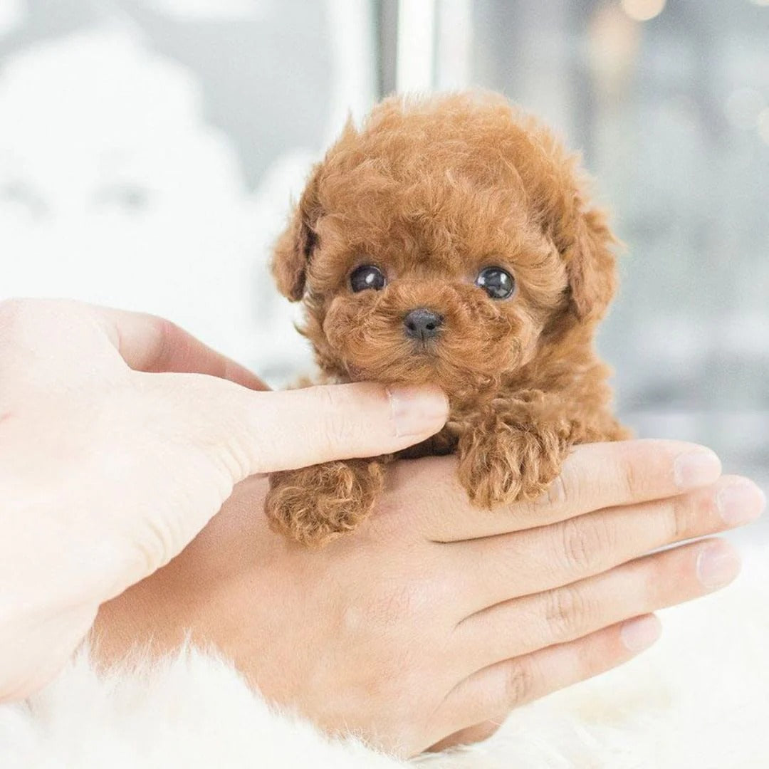 Lifelike robotic puppy toy dog, an interactive electronic pet companion for kids & adults. Cuddly, portable & playful.