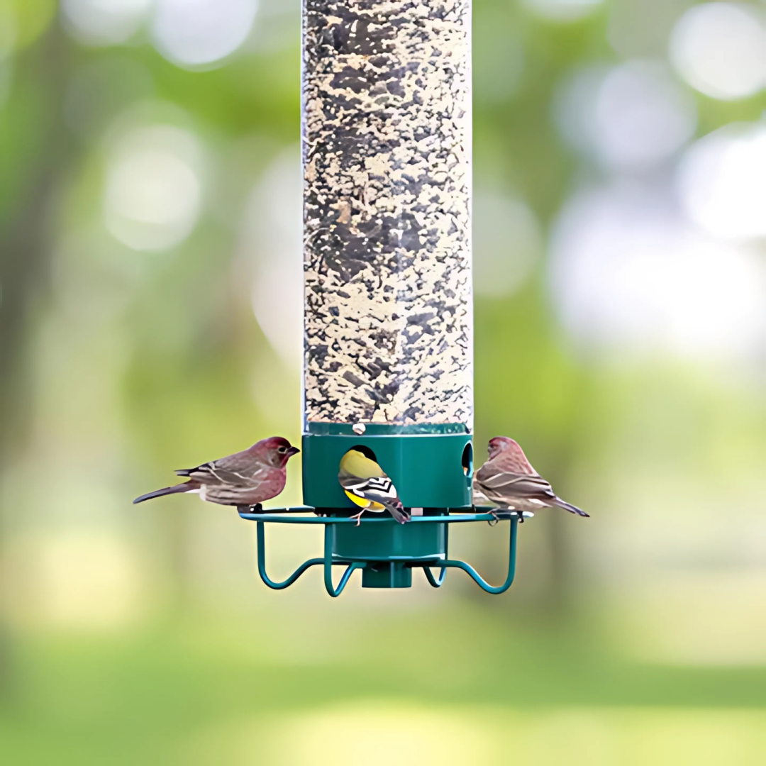 Outdoor squirrel-proof bird feeder with a spinning perch, perfect for wild birds in your garden.
