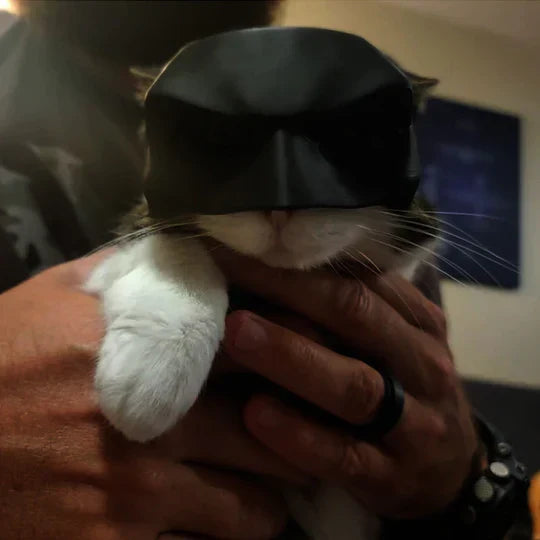 Cat mask for unique appearances. Soft pet costume, perfect for Halloween, photos, and feline fun.