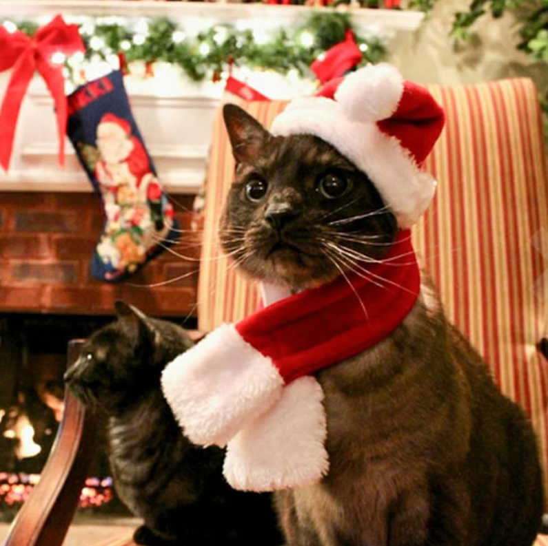 Red & white pet Christmas hat & matching scarf set for dogs. Festive holiday apparel.