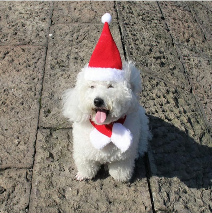 Cute pet Christmas hat with pom-pom. Red and white festive headwear for dogs.