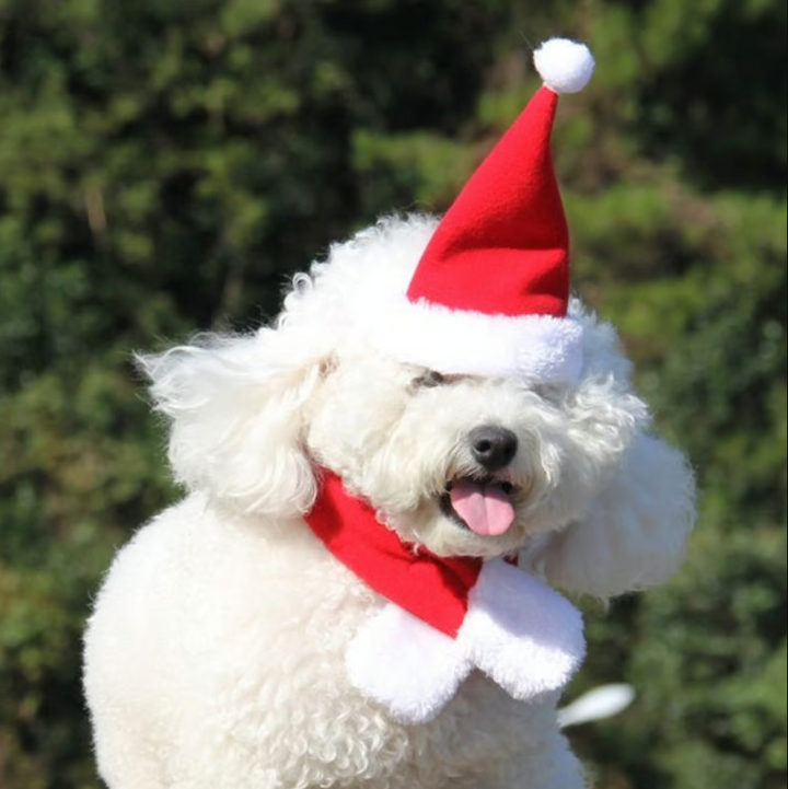 Pet holiday outfit: Christmas hat and scarf set, perfect for festive pet photos.