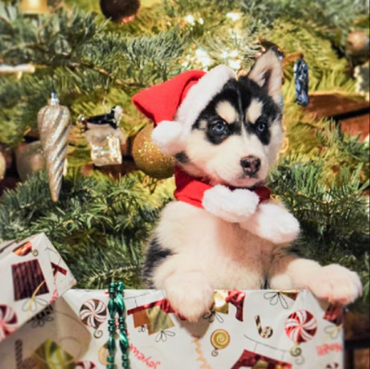Adorable pet Christmas outfit: Santa hat & scarf for cats. Perfect holiday accessories.