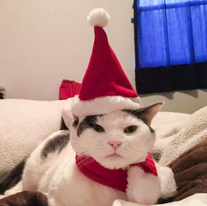 Christmas pet accessories: Santa hat and warm scarf for cats, perfect for festive photos.