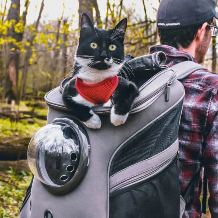 Durable pet carrier for comfortable cat transport. Ideal for car trips, vet visits, or walks. Pet travel bag.