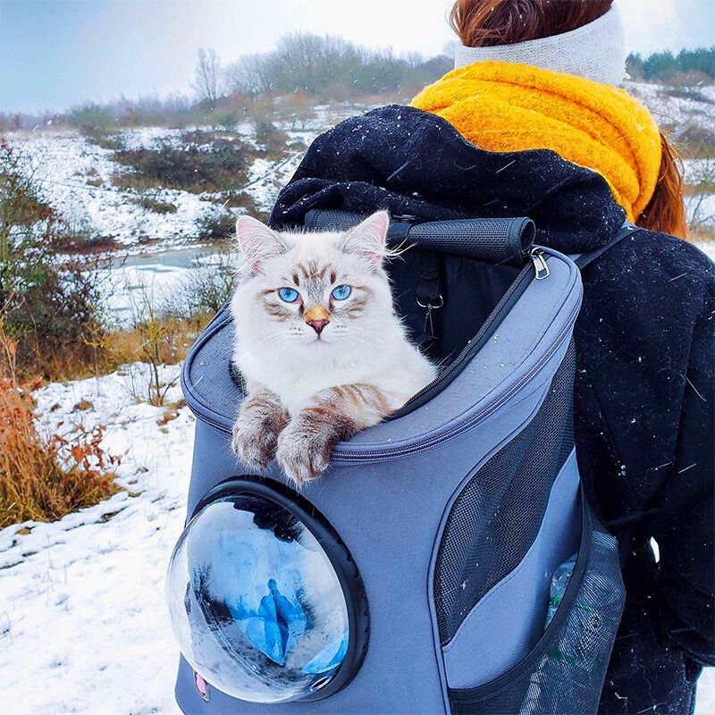 Compact pet travel bag, a secure and stylish cat carrier offering comfort and easy transport for your feline.