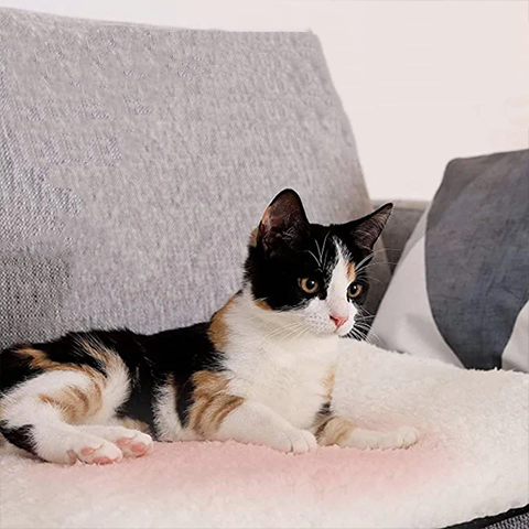 Self-heating cat pad for cozy comfort. Washable, warm mat for feline friends and pet beds.
