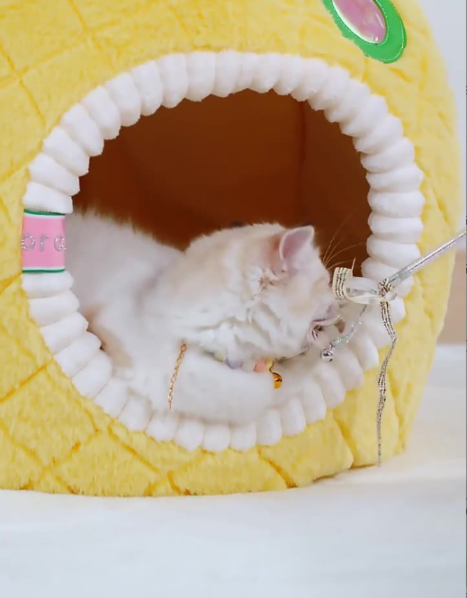 Decorative Cat Pineapple Cave pet furniture, a cozy and soft animal bed designed for comfort and unique style.