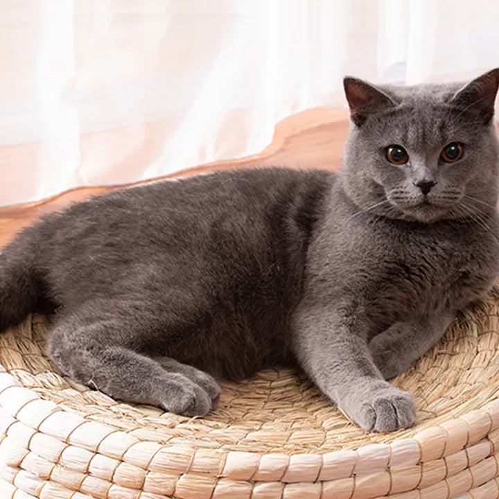 Cozy round cat nest, a soft pet bed designed for secure sleep and ultimate feline comfort, an essential pet supply.