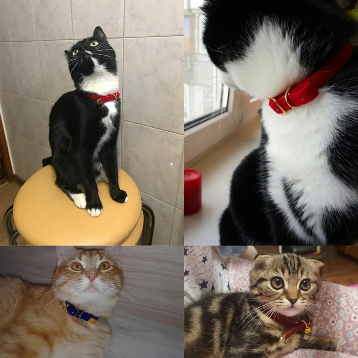 Luxurious velour feline collar with a golden buckle, soft and adjustable for a comfortable and stylish pet look.
