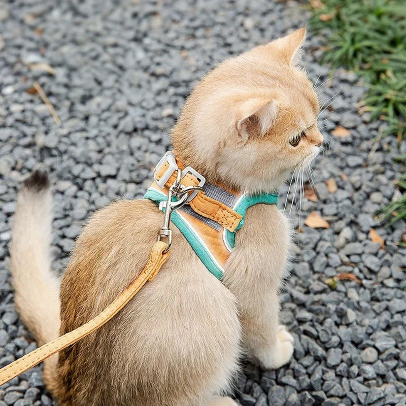 Unisex cat harness in black, designed for secure & comfortable outdoor adventures.