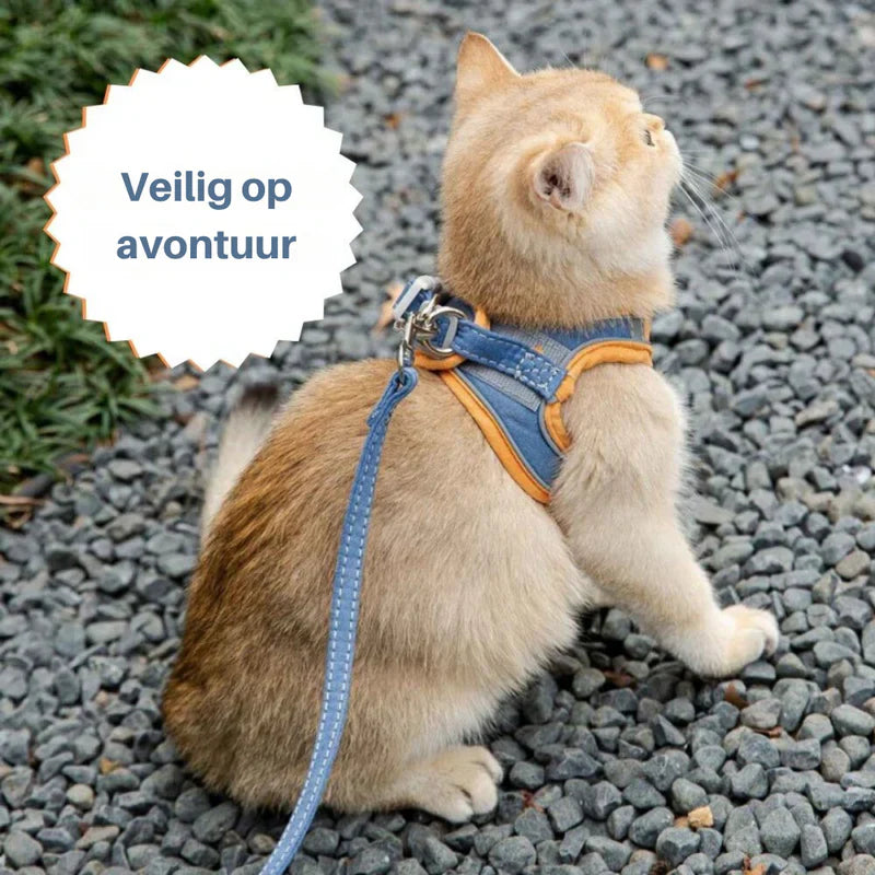 Cat exploring a garden, safely secured in its comfortable and adjustable harness.