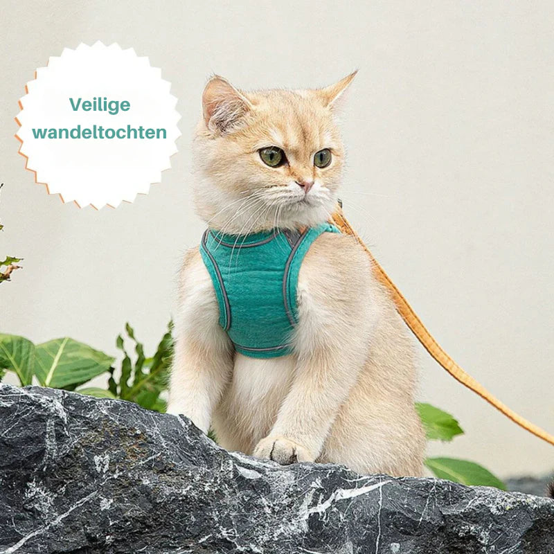 An adventure cat harness designed for all sizes, ensuring secure and pleasant outings.