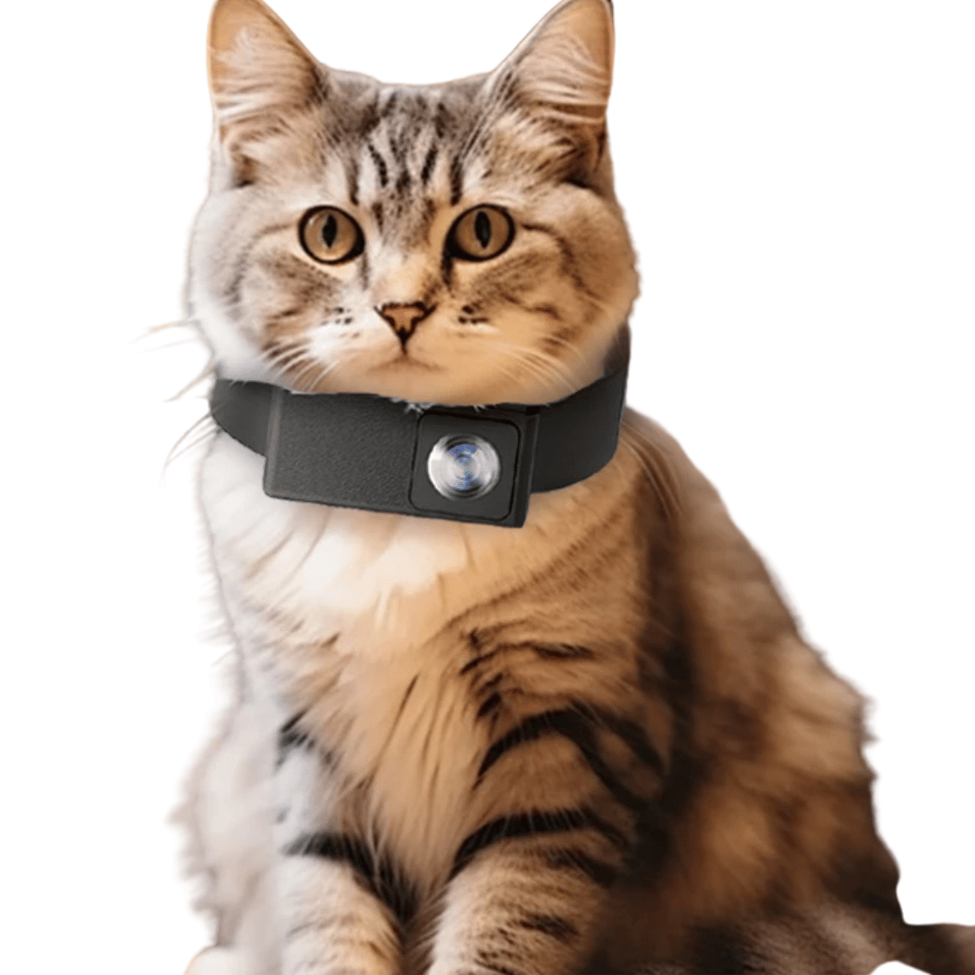 High-definition pet collar camera, records crisp video from your dog's perspective, essential pet tech.