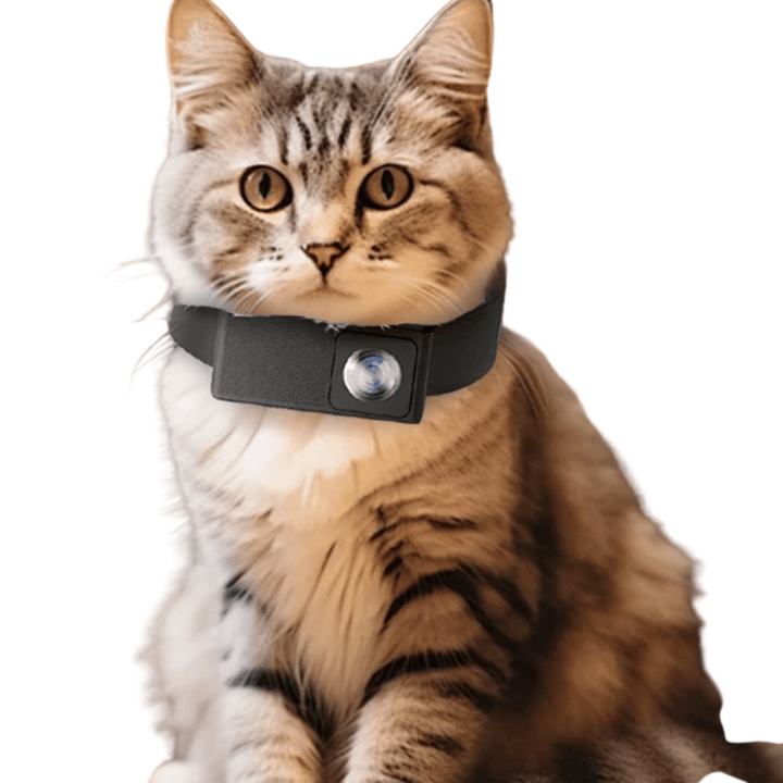 High-definition pet collar camera, records crisp video from your dog's perspective, essential pet tech.