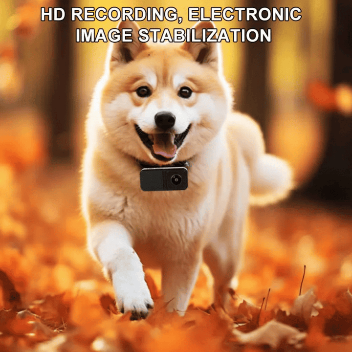 Sleek black HD pet collar camera, a discreet recorder for your dog's daily life & playful moments.