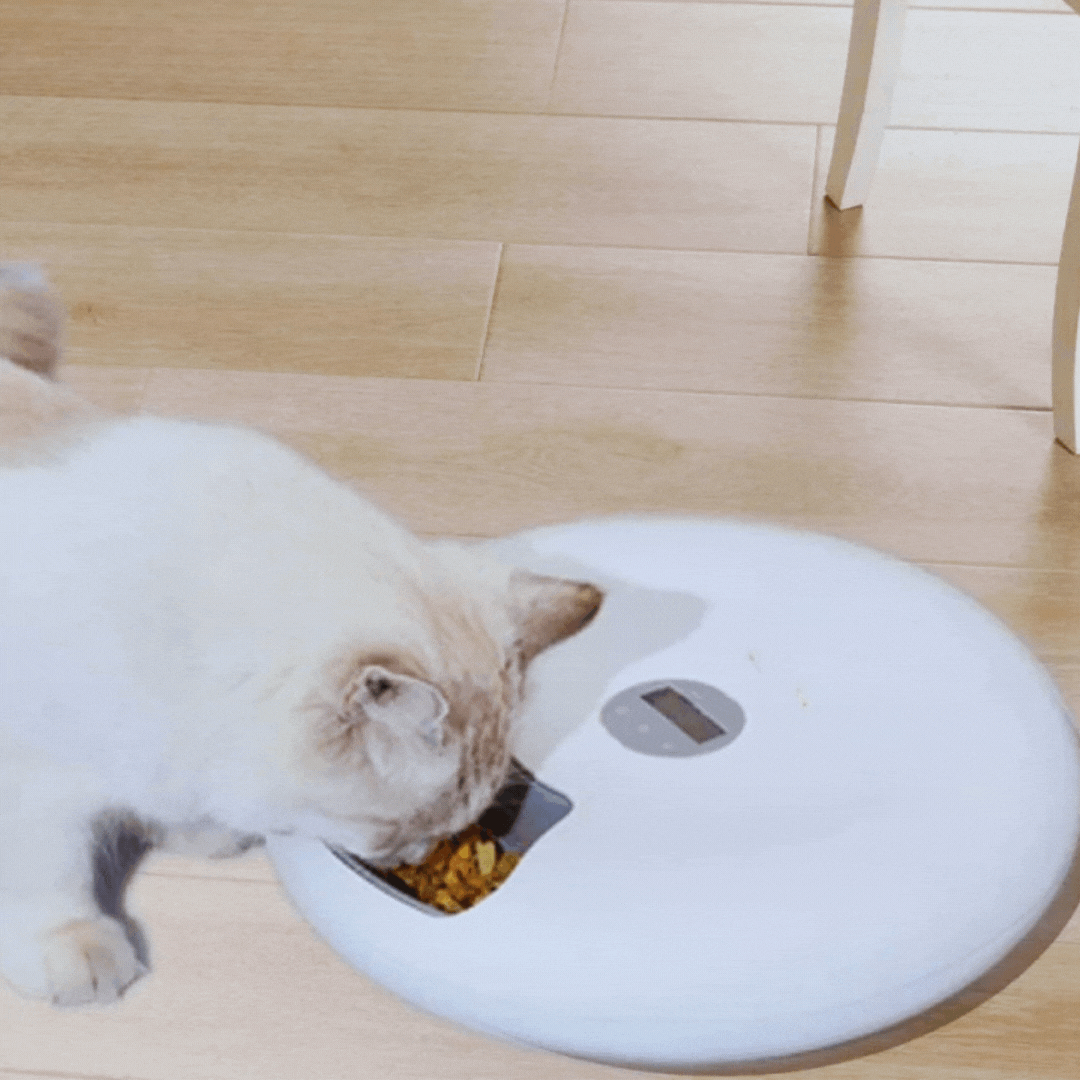 White automatic pet food dispenser, smart digital feeder for cats & dogs.