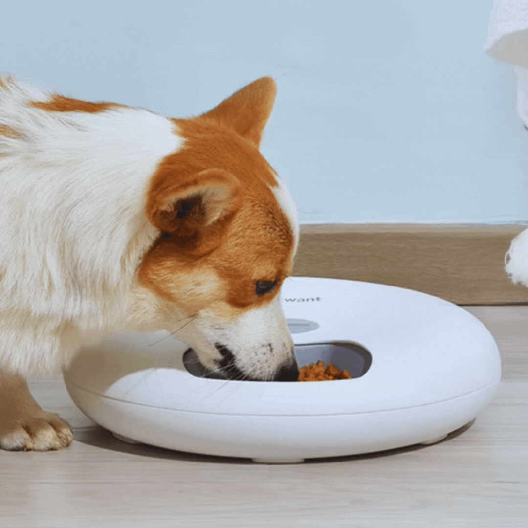 Automatic pet food dispenser releasing kibble, ensures timely meals for cats & dogs.